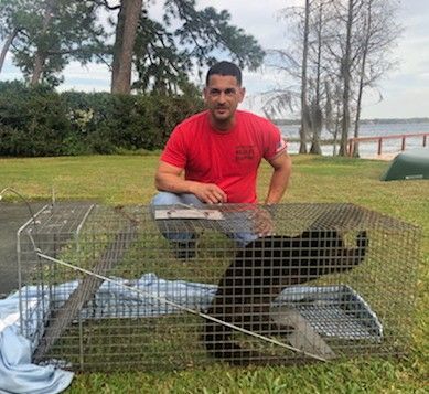 Man kneeling beside a wire trap containing a black bear in a grassy lakeside area