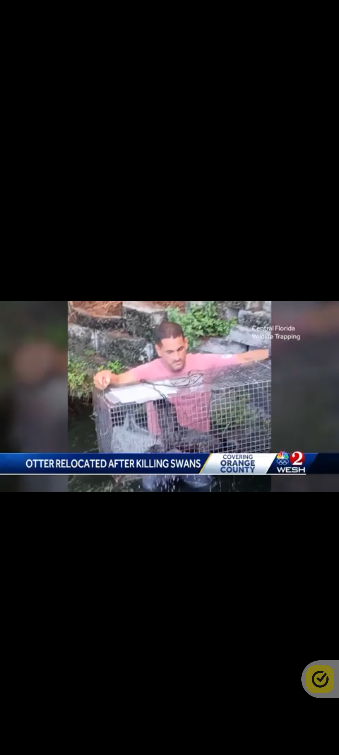A man in a pink shirt is standing in front of a fence with his arms outstretched.