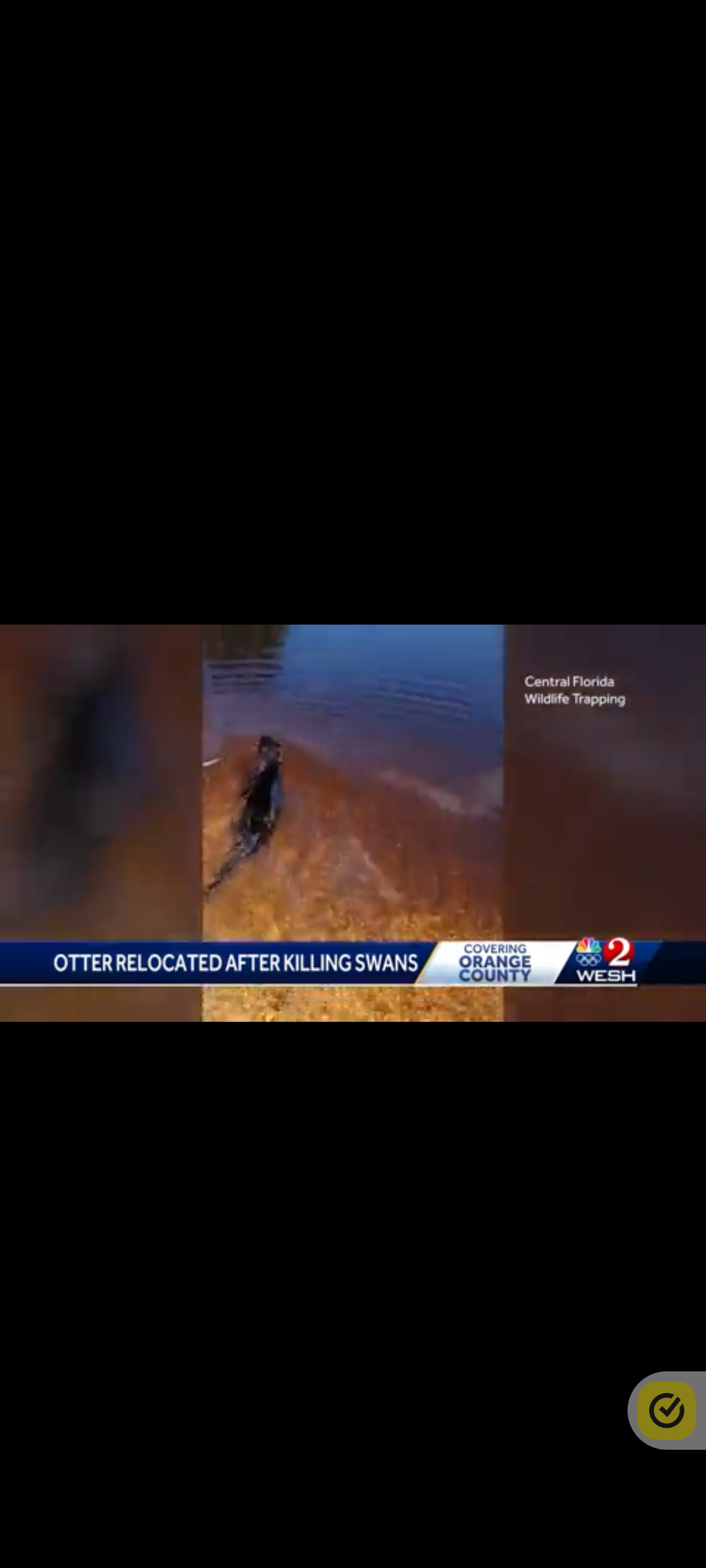 A screen shot of a news report about a shark attack