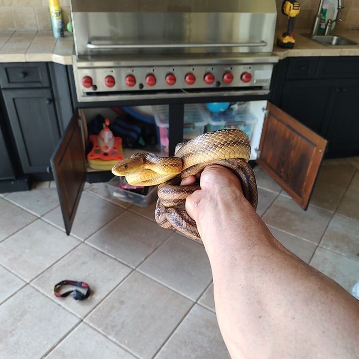 Hand holding a snake in front of an open oven in a kitchen.