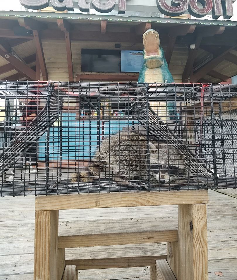 Small raccoon in a cage on a wooden stand, outdoors in front of a shop.