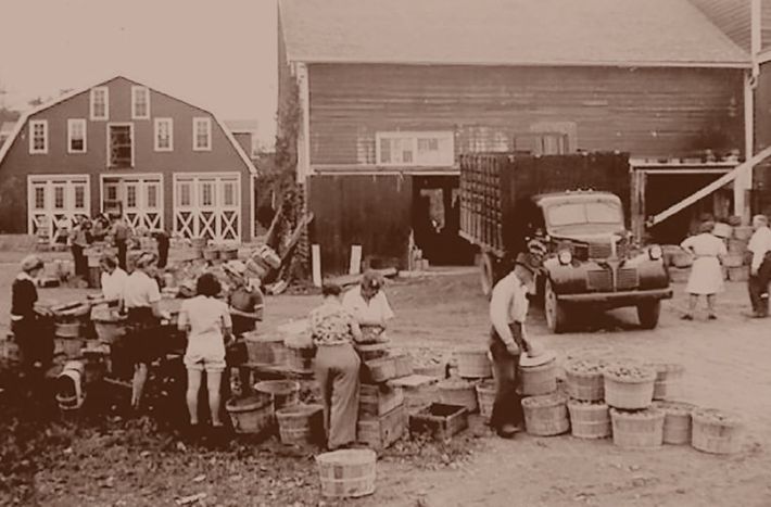Sepia-toned farmyard with people gathering produce beside barns, trucks, and stacked baskets