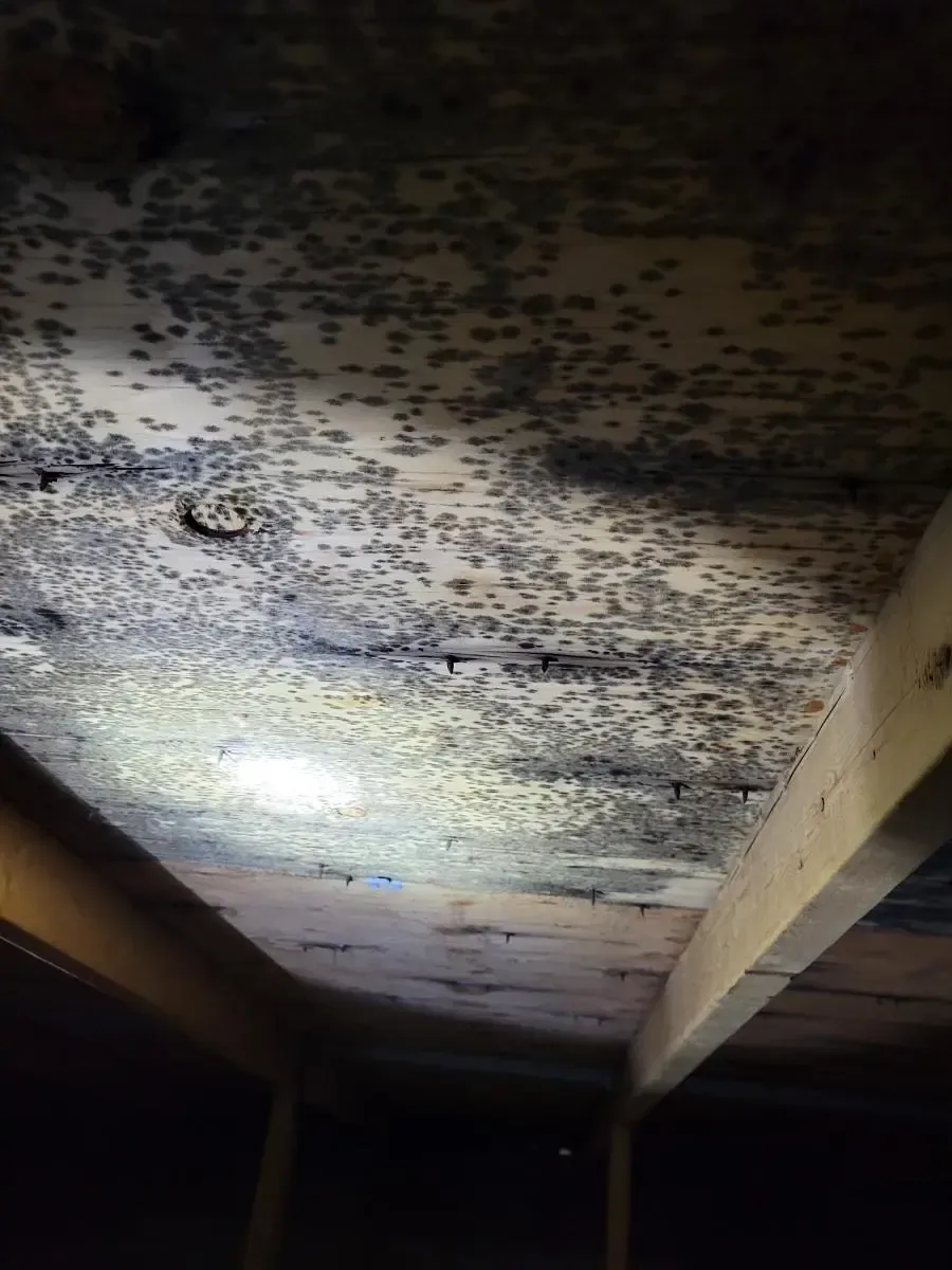 Mold growth on a wooden ceiling. Dark blue-gray mold covers much of the wood.