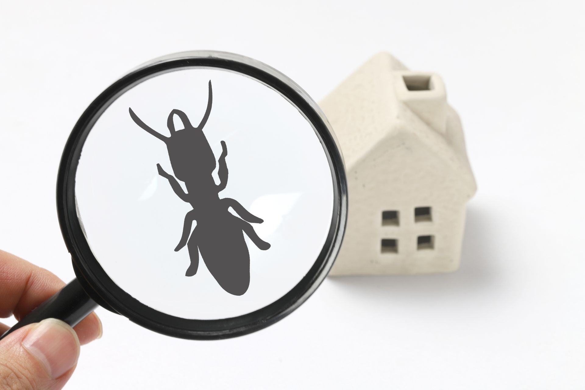 Pest Inspection - Ridgeland, SC - Down South Pest Control