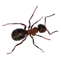 Ant - Ridgeland, SC - Down South Pest Control