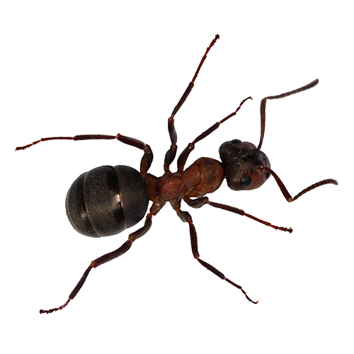 Ant - Ridgeland, SC - Down South Pest Control