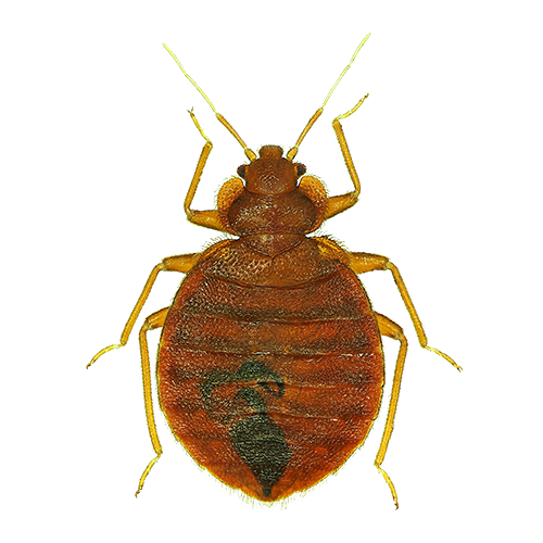 Bed Bugs - Ridgeland, SC - Down South Pest Control