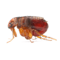 Flea - Ridgeland, SC - Down South Pest Control