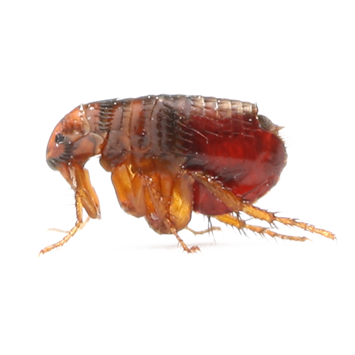 Flea - Ridgeland, SC - Down South Pest Control