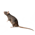 Rodent - Ridgeland, SC - Down South Pest Control