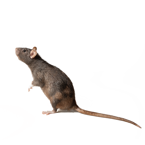 Rodent - Ridgeland, SC - Down South Pest Control