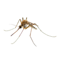Mosquito - Ridgeland, SC - Down South Pest Control