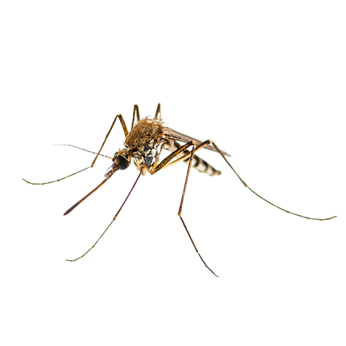 Mosquito - Ridgeland, SC - Down South Pest Control