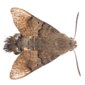Moth - Ridgeland, SC - Down South Pest Control