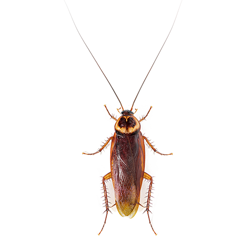 Cockroach - Ridgeland, SC - Down South Pest Control