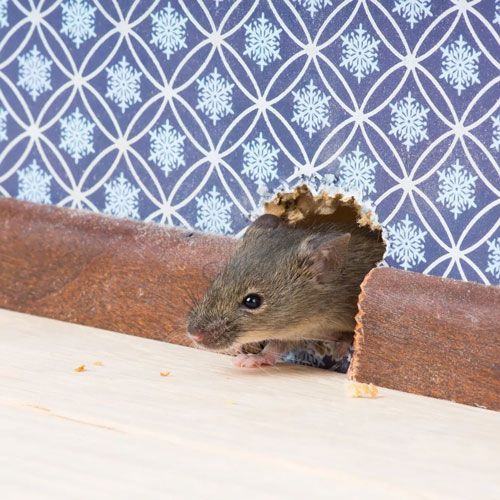 A Rodent - Ridgeland, SC - Down South Pest Control