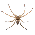 Spider - Ridgeland, SC - Down South Pest Control
