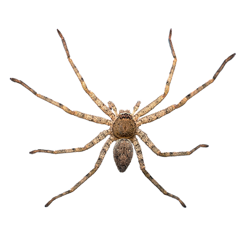 Spider - Ridgeland, SC - Down South Pest Control