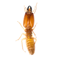 Termite - Ridgeland, SC - Down South Pest Control
