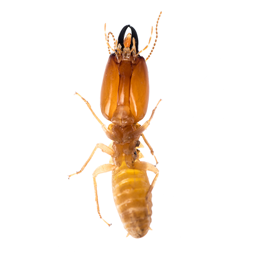 Termite - Ridgeland, SC - Down South Pest Control