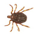 Tick - Ridgeland, SC - Down South Pest Control