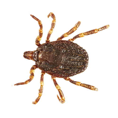 Tick - Ridgeland, SC - Down South Pest Control