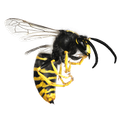 Wasp - Ridgeland, SC - Down South Pest Control