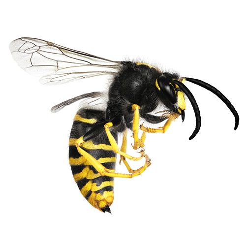 Wasp - Ridgeland, SC - Down South Pest Control