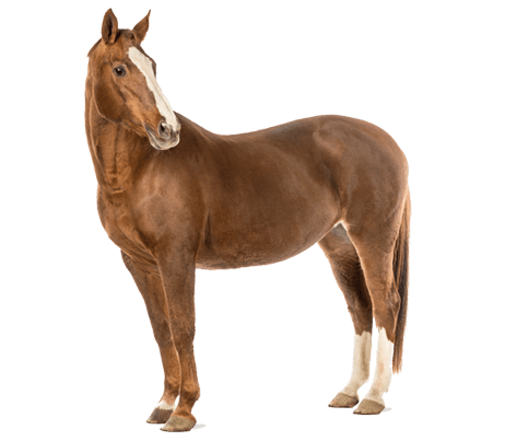 Horse Supplements & Supplies Provider in Vinton, LA