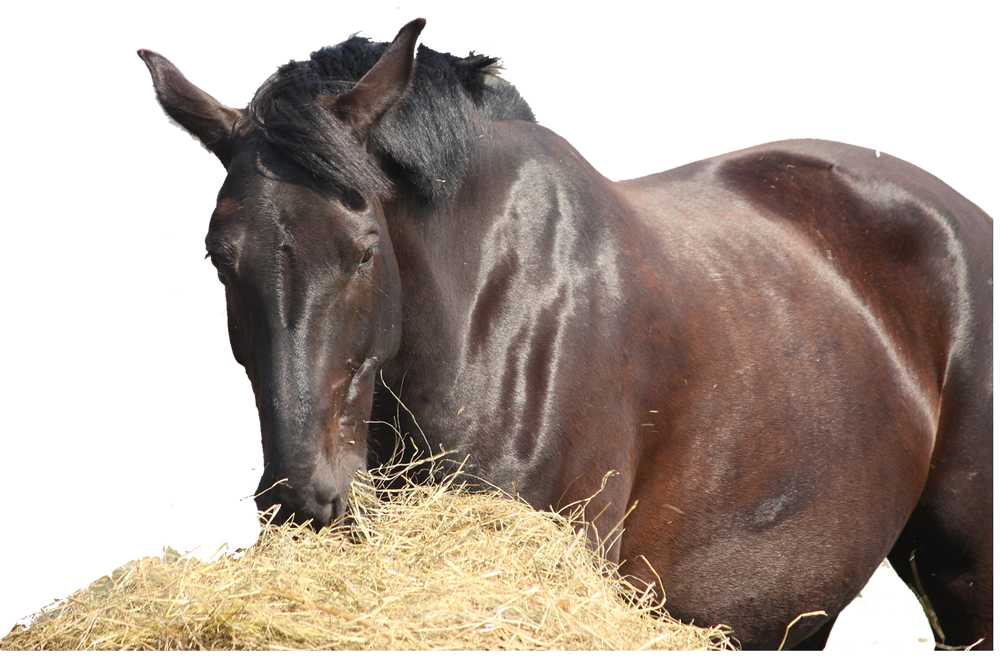 Feed Store Vinton, LA Vinton Feed Store
