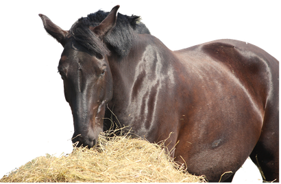 Animal Feed Supplies Provider in Vinton, LA
