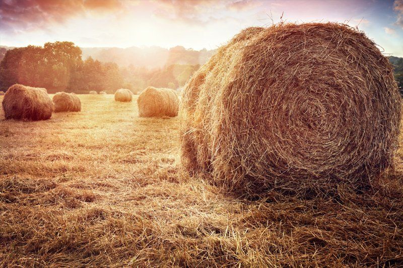 Hay Provider in Vinton, LA