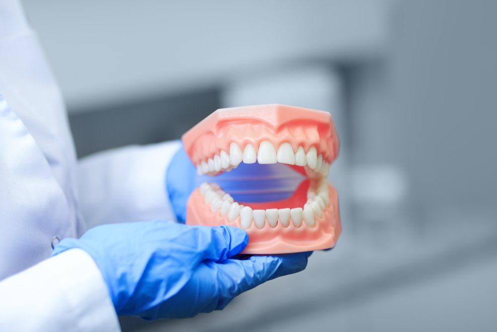 Un dentiste tient un modèle des dents d'une personne.
