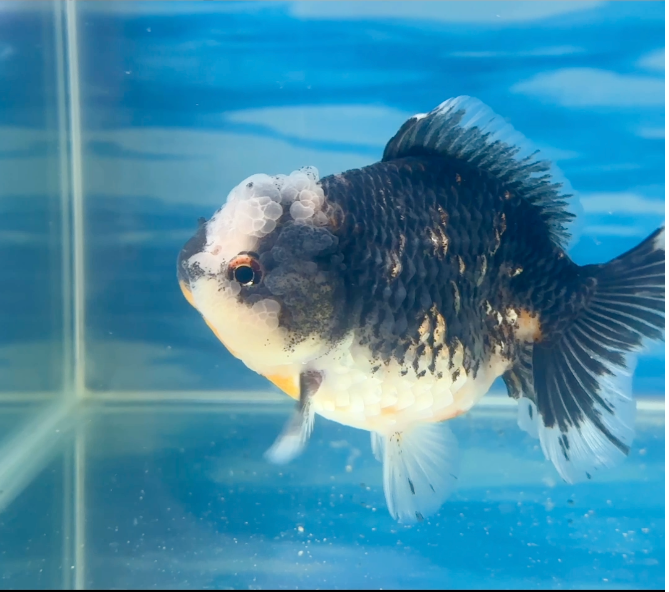 GOLDFISH DREAMS