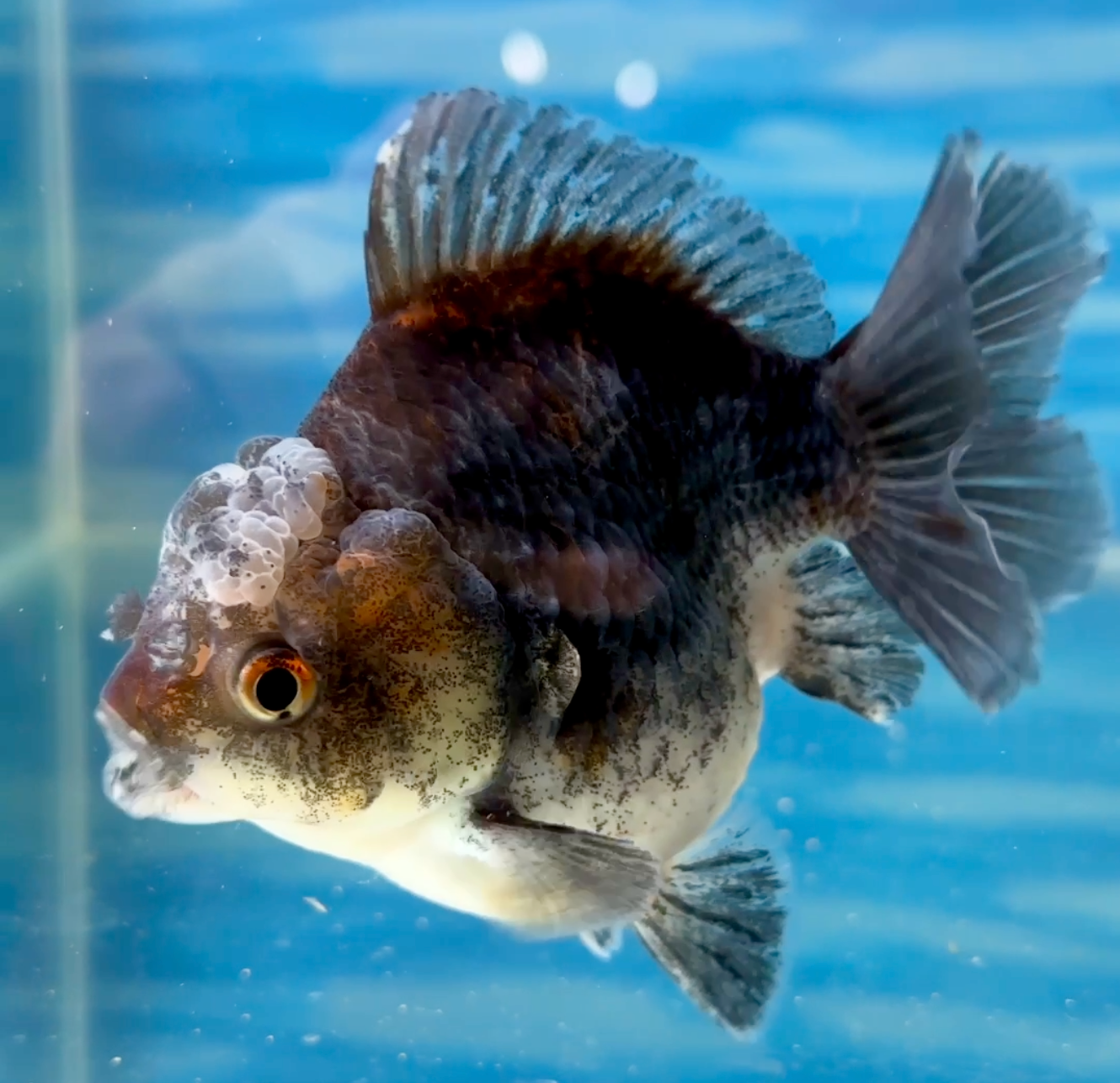 GOLDFISH DREAMS