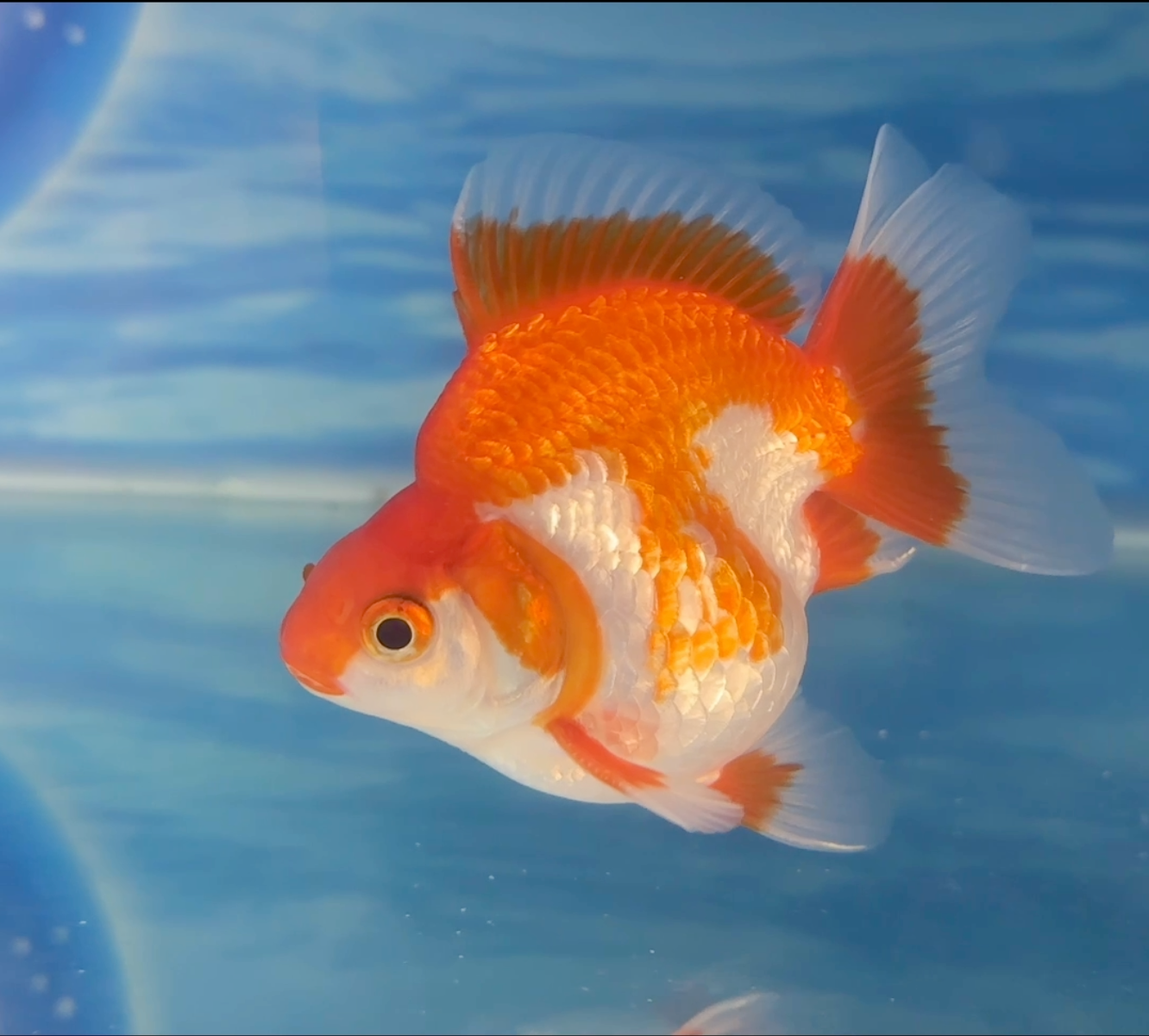GOLDFISH DREAMS