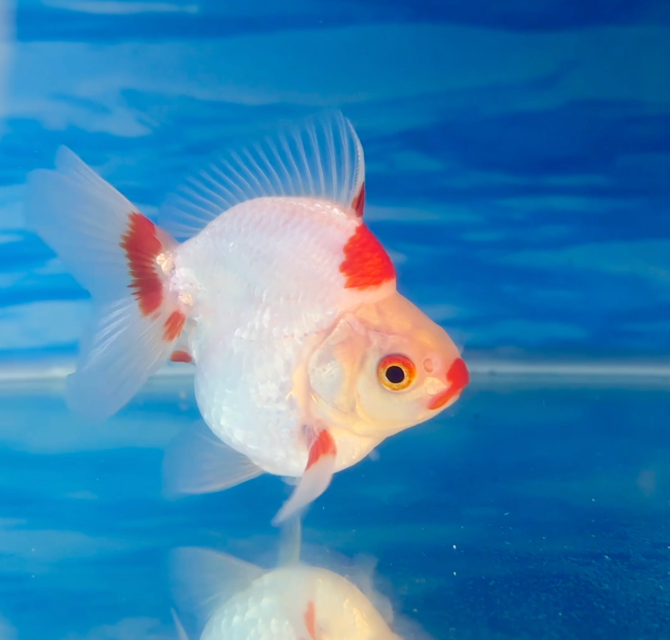 GOLDFISH DREAMS