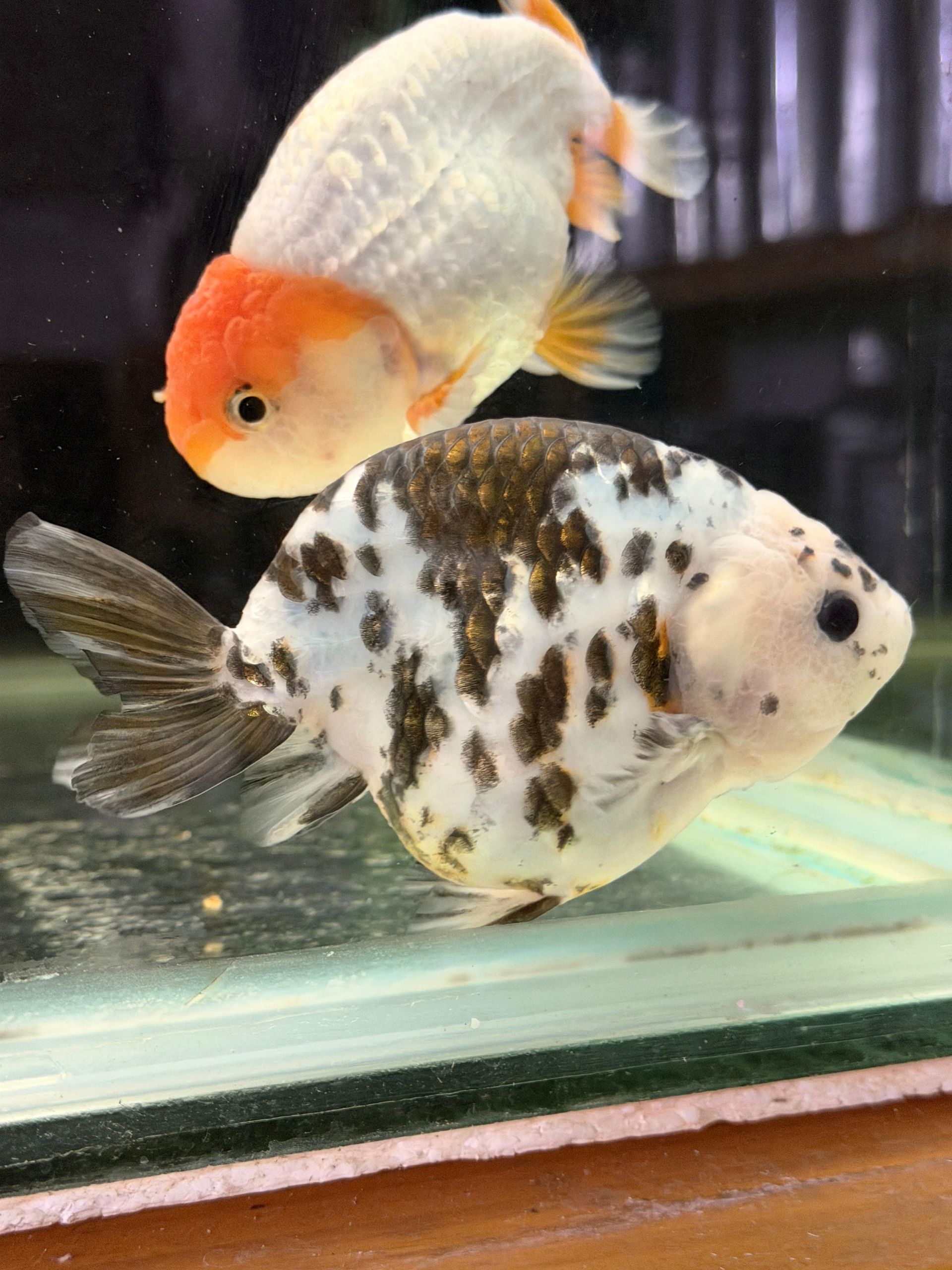 Ranchu Caw