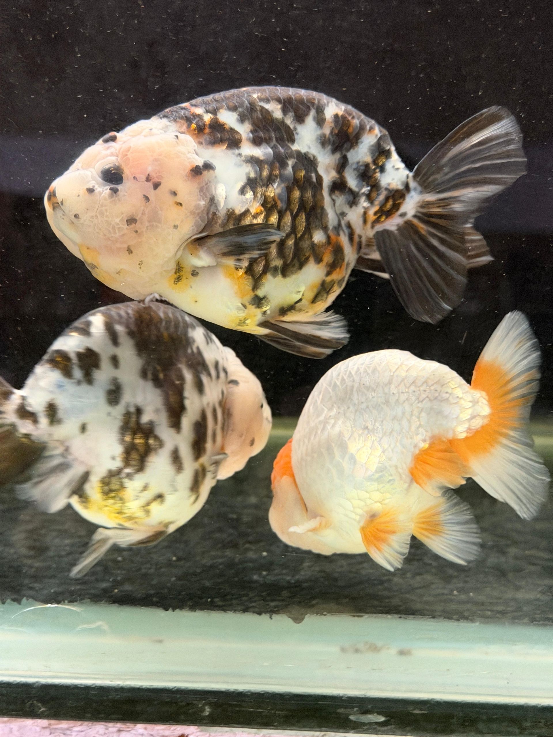 Ranchu Caw