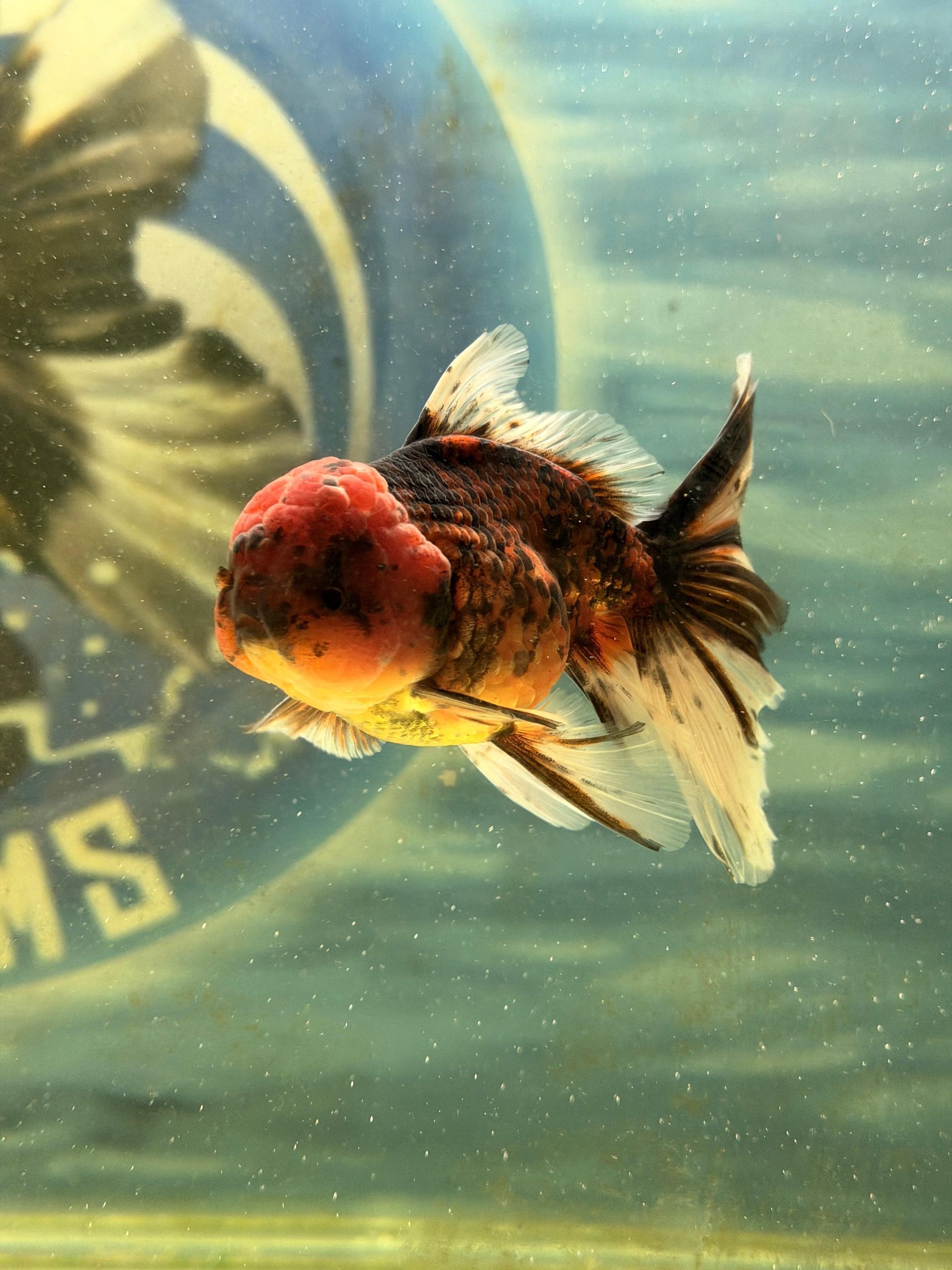 Oranda Tiger