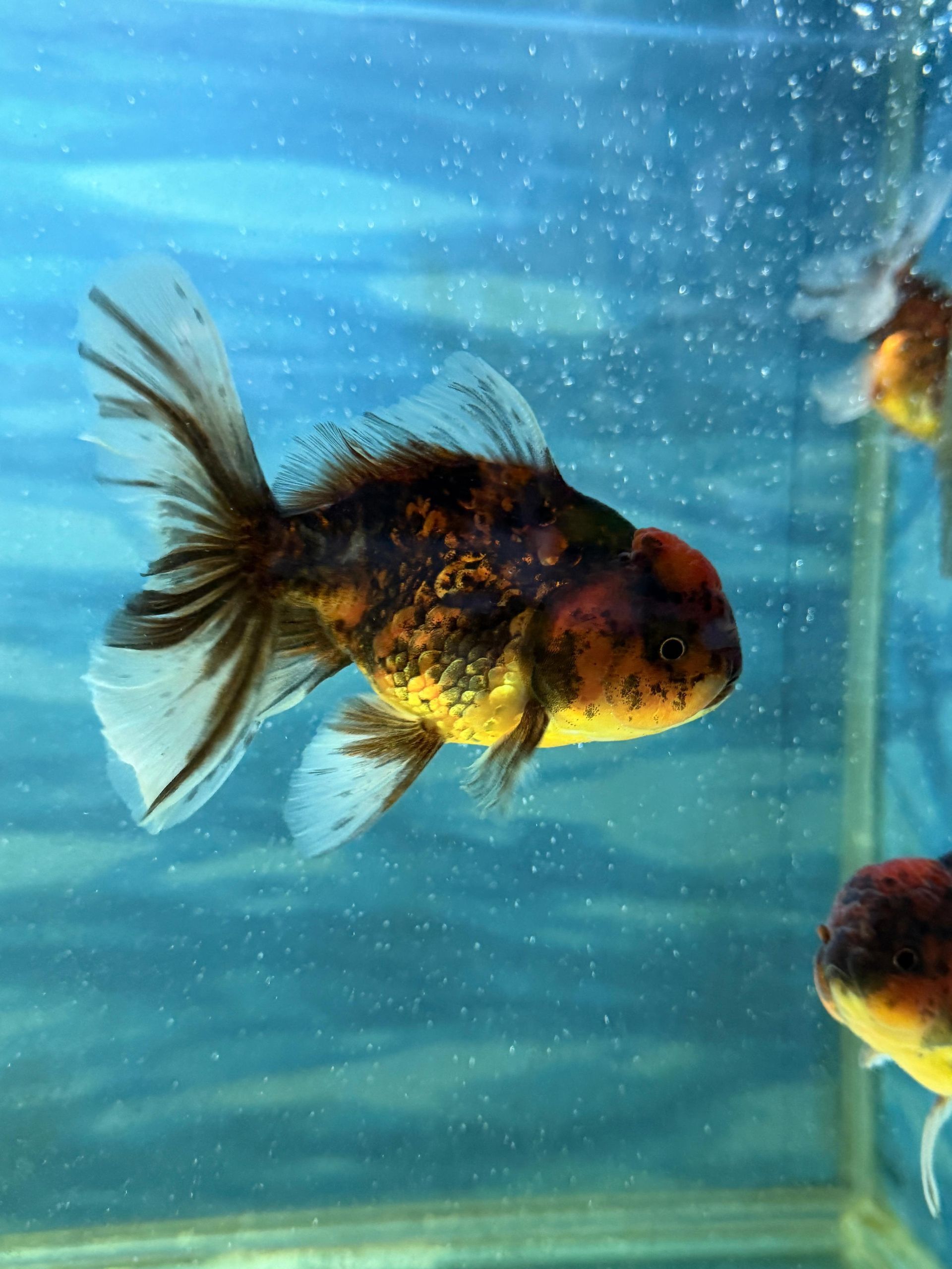 Oranda Tiger