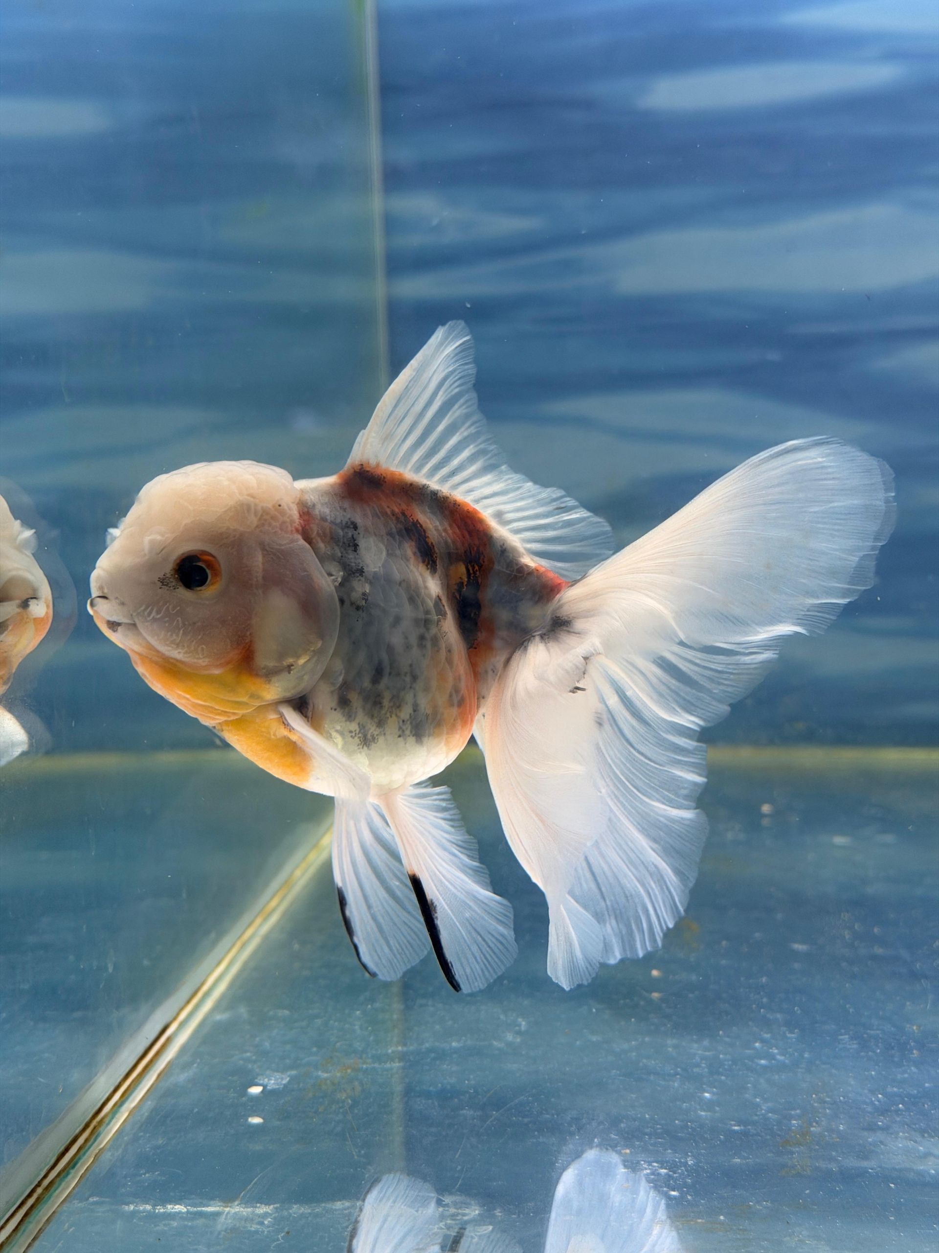 Oranda Multicolor