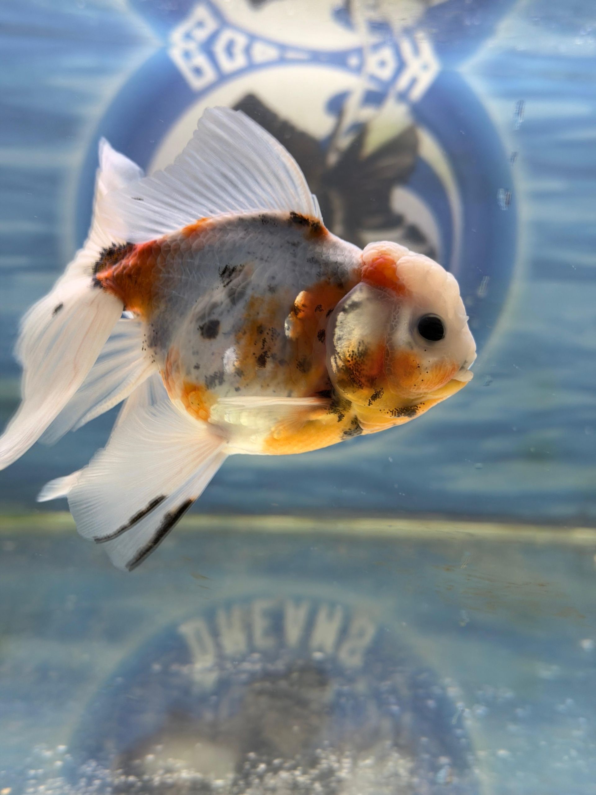 Oranda Multicolor