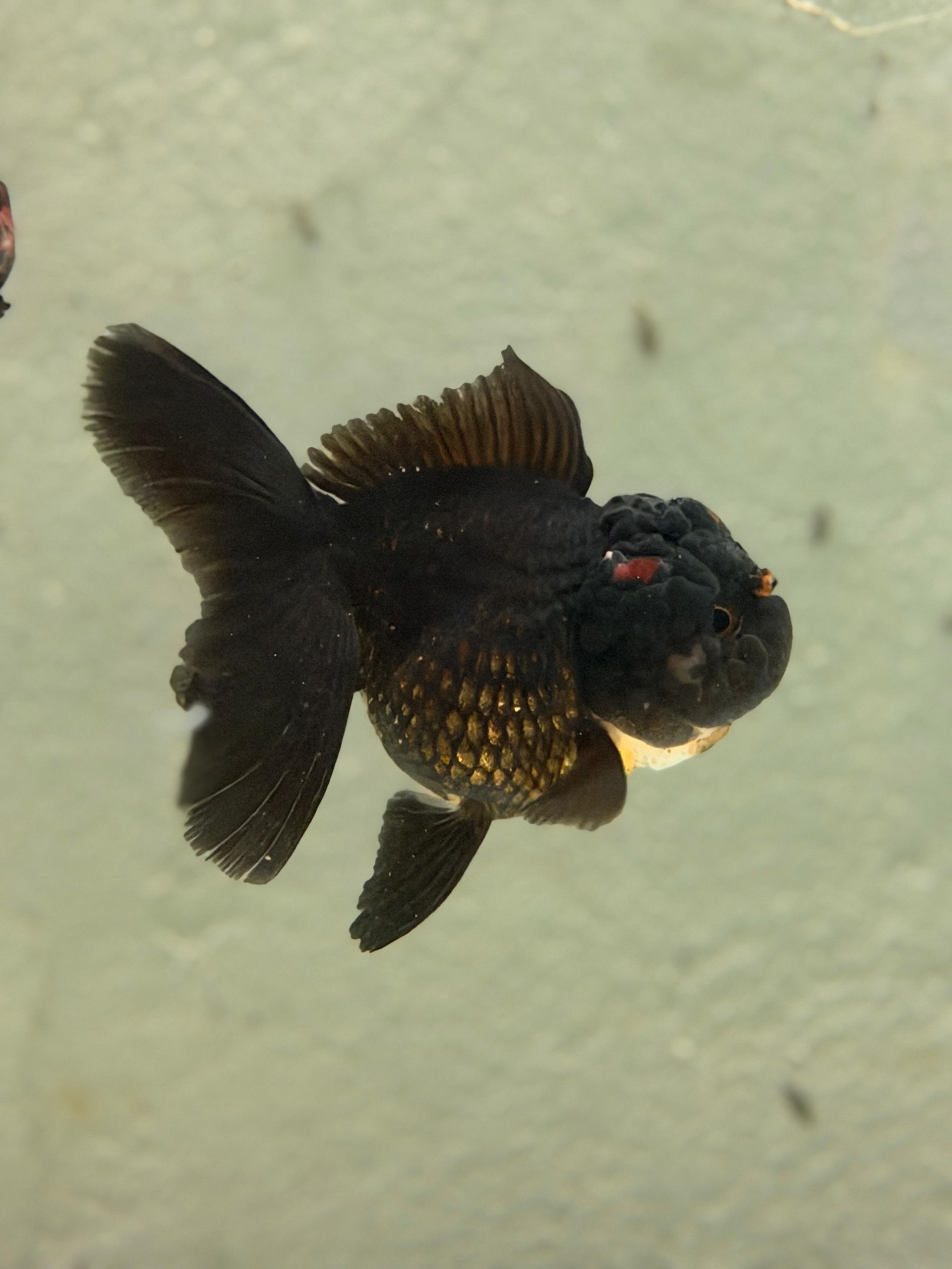 Oranda BLACK Shortail