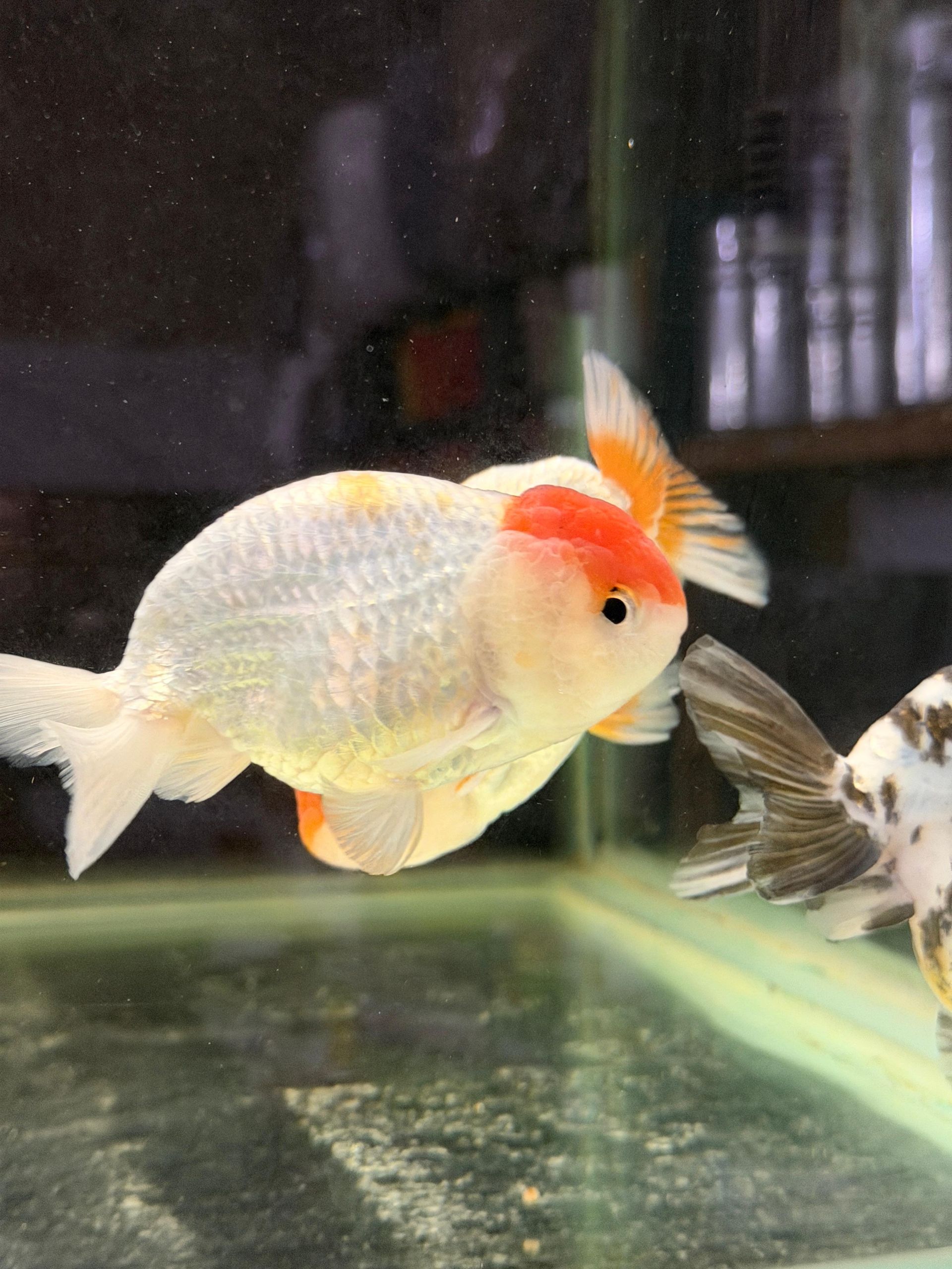 Ranchu Tancho