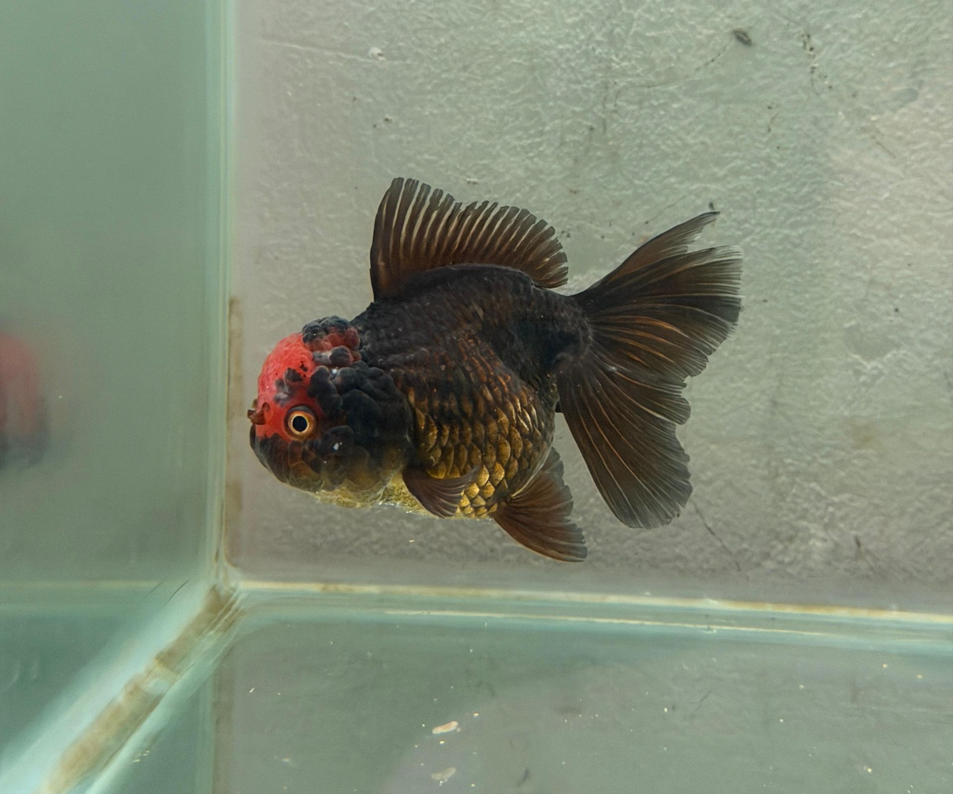 Oranda Red Head