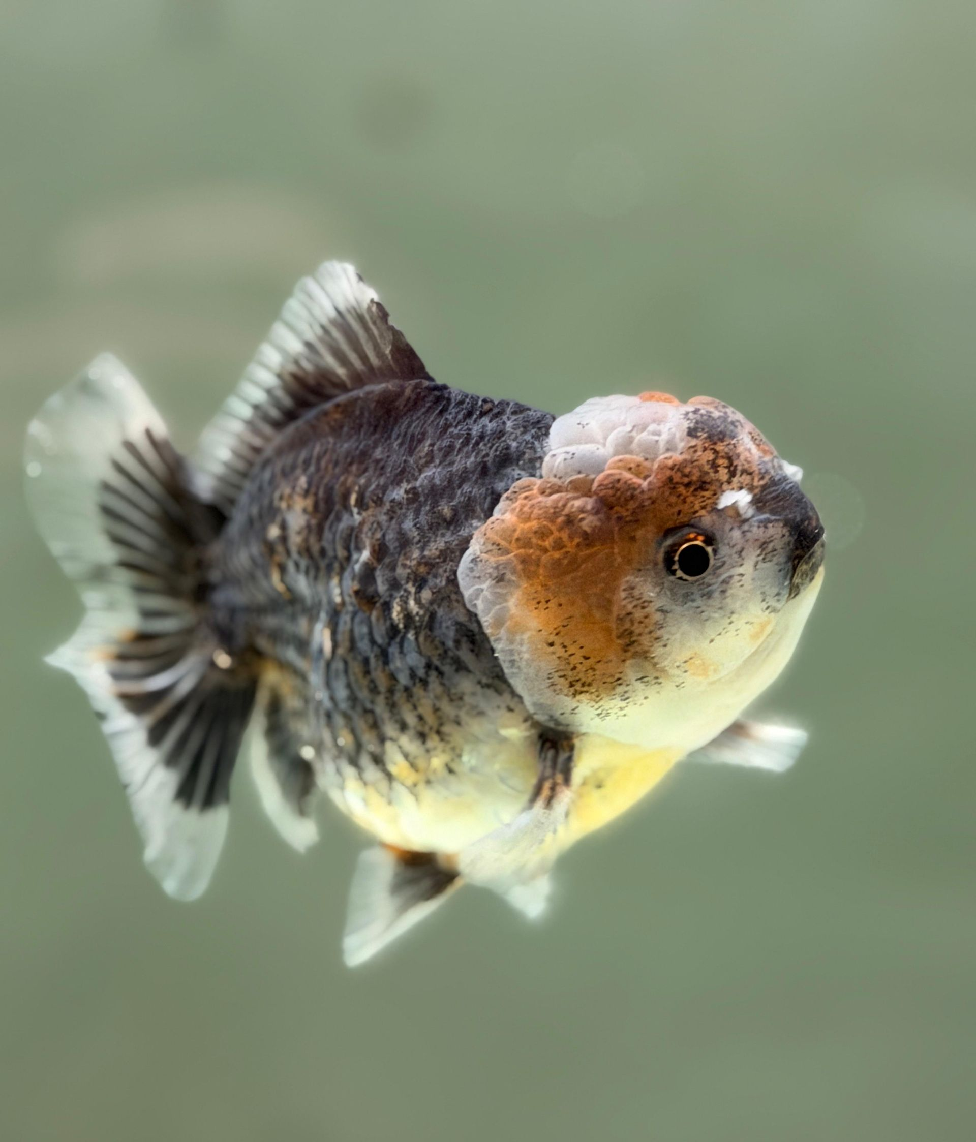 Oranda Kirin