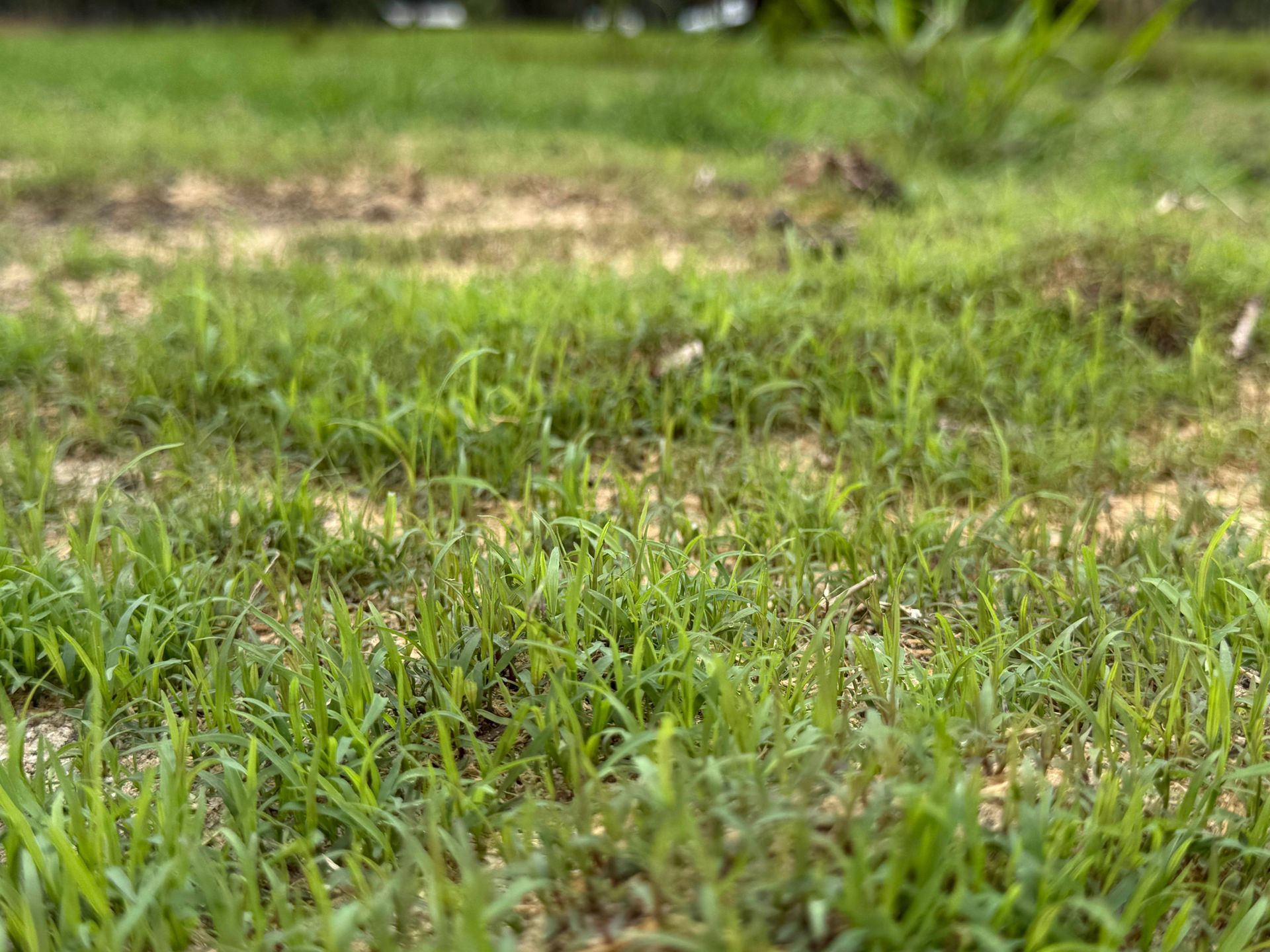 Close-up of green grass with patches of dry soil in a blurred outdoor field.