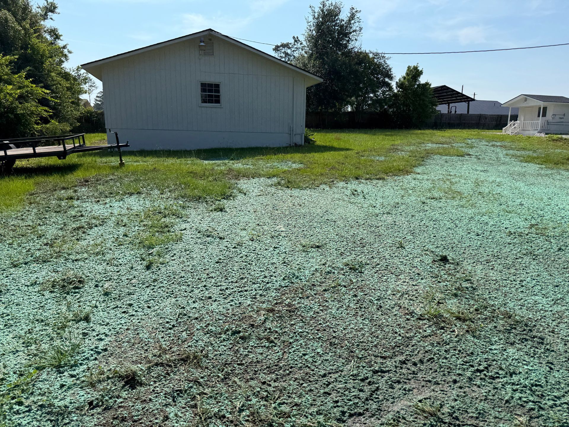 A grassy yard with a white shed and trees in the background under a clear sky.