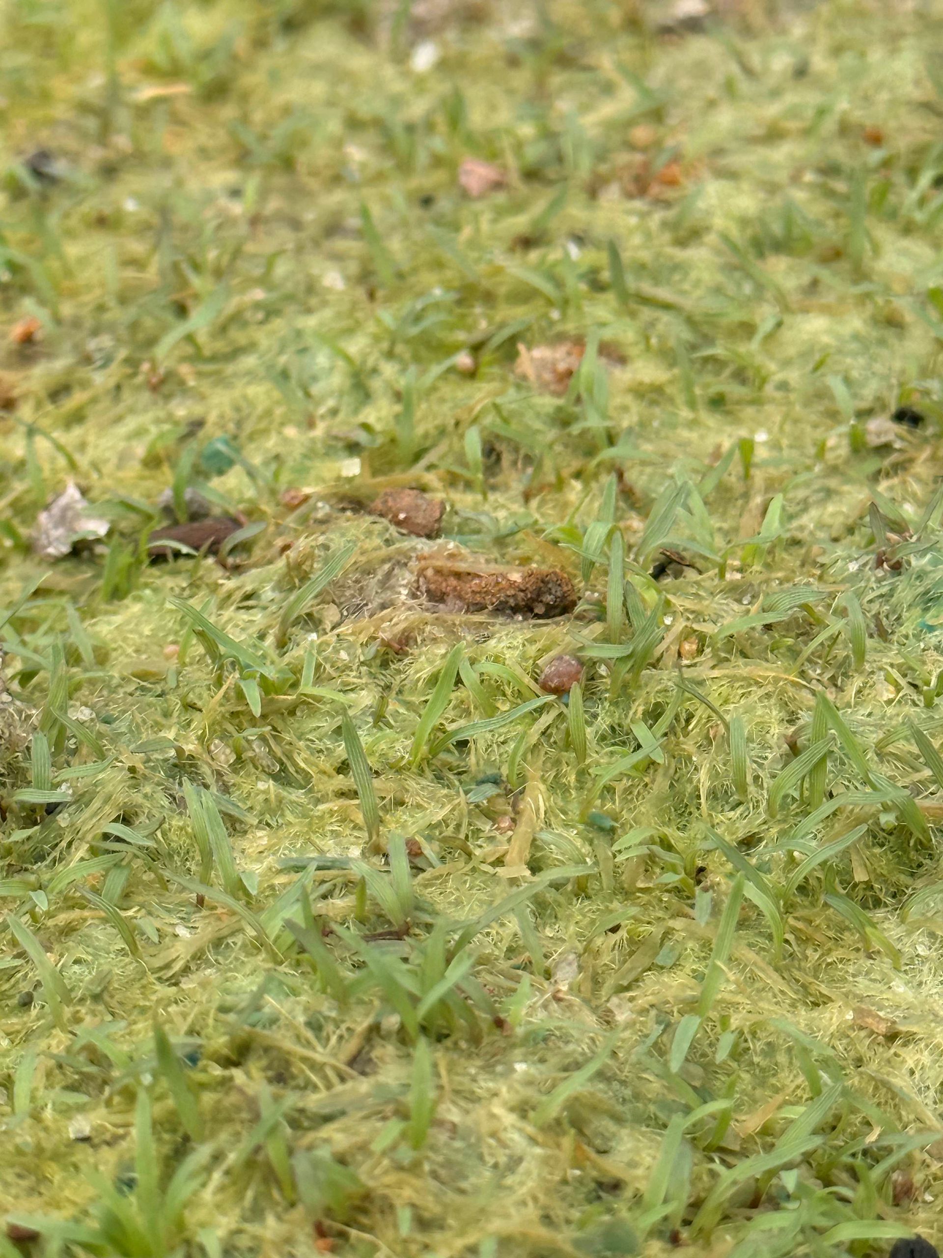 Mossy green ground with a small brown caterpillar-like insect in the center